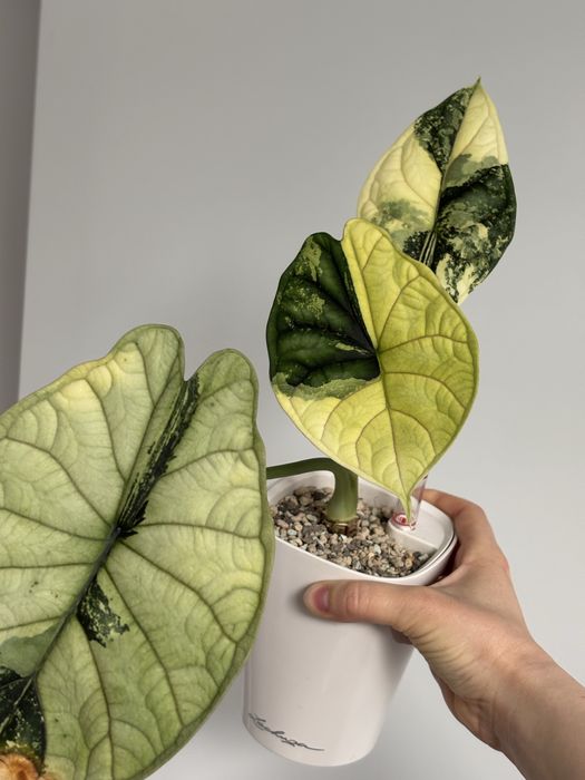Alocasia Dragon Scale Variegata  Bulwa