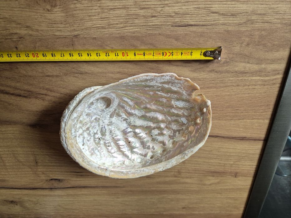 Muszla Morska Abalone czerwony