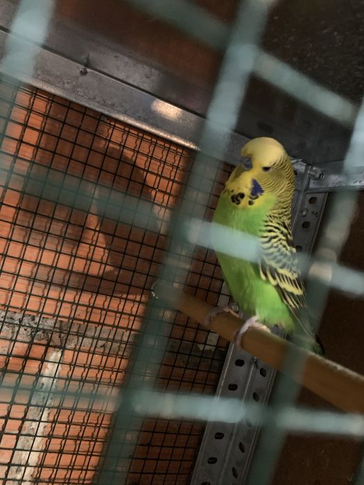 Casais de periquitos ingleses adultos prontos a reproduzir