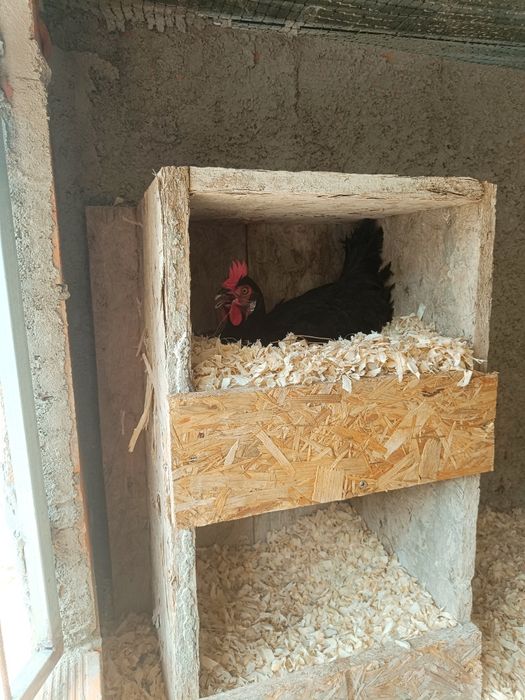 Galinha marans 11 meses