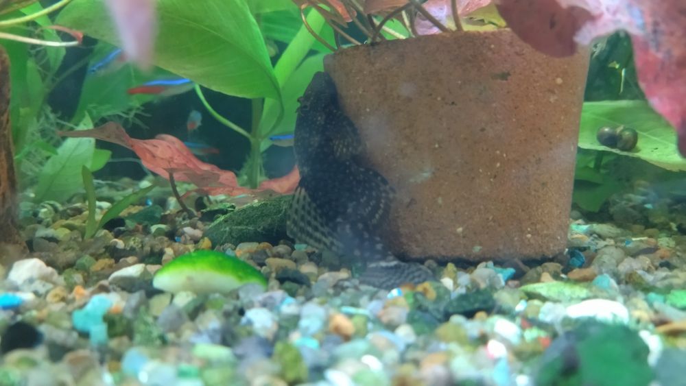 Продам нерестовые семьи анциструсов