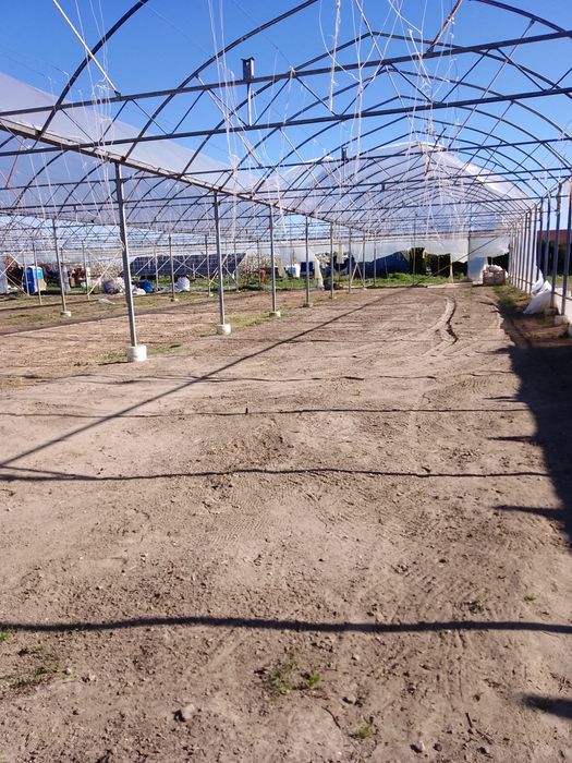 Blok/tunel  foliowy cena za metr kw 40 zl