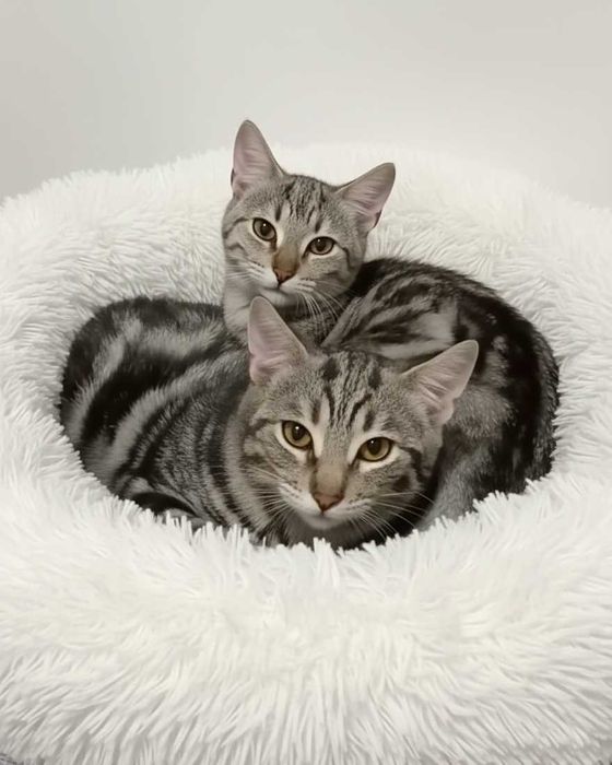 Setúbal / Margem Sul / Lisboa — ATLAS e NEMO, gatinhos para adoção