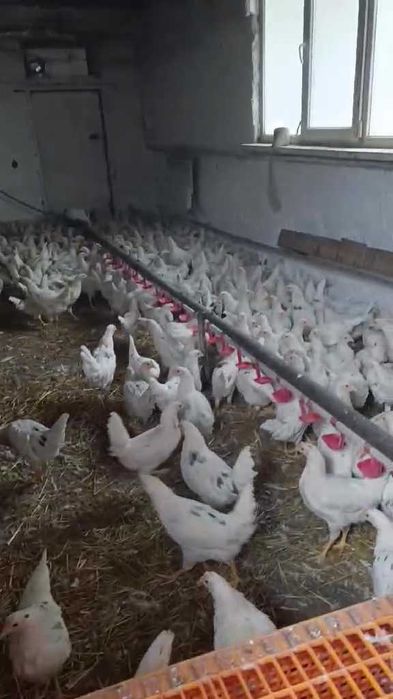 кури несушки та молодки