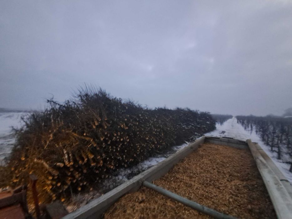 Skup zrębki zrąbka, odpadów tartacznych, zrzyn, karpy