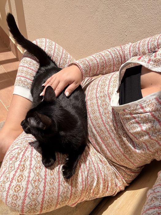 Gato para adoção