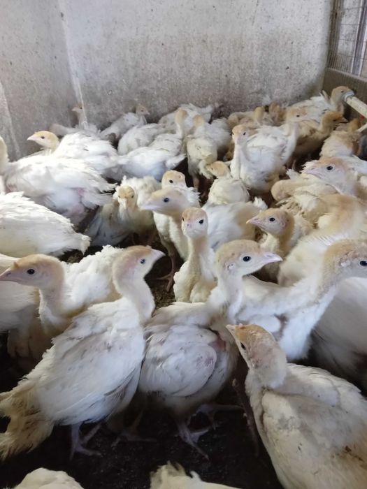 Добові індичата Біг-6.