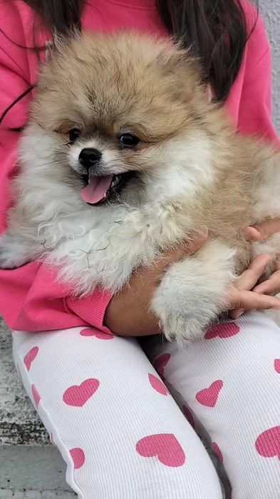 Lulu da Pomerânia macho com LOP (Pedigree) e Afixo