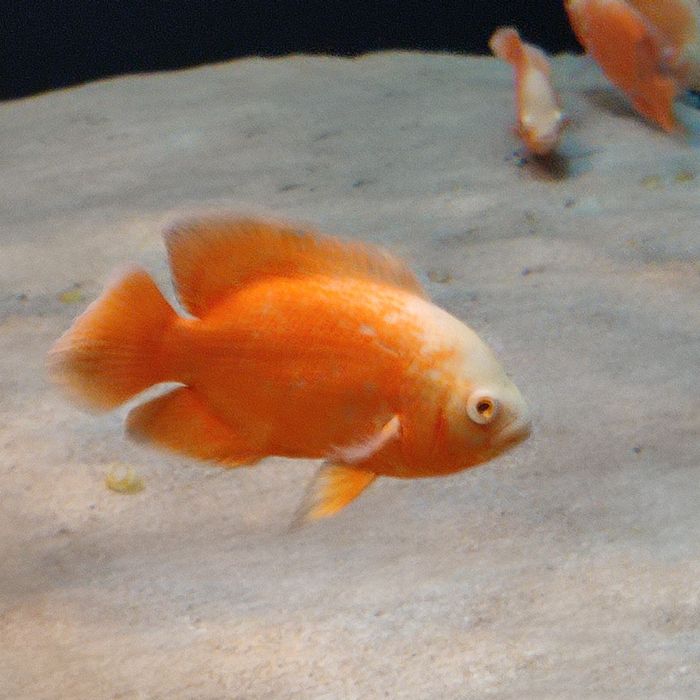 Pielęgnice pawiookie parka.