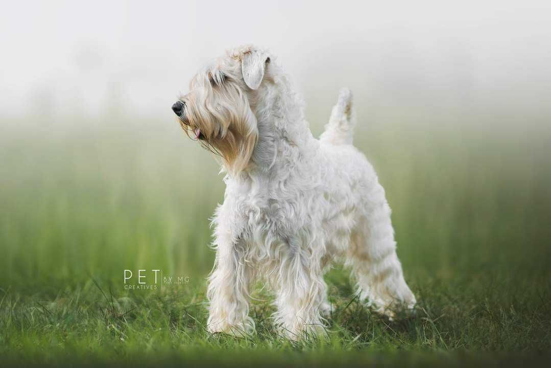 Irish soft coated wheaten terrier terier pszeniczny ZKwP FCI