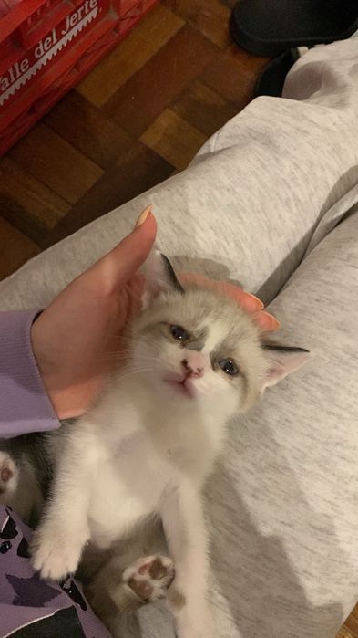 Gatinhos para adocao