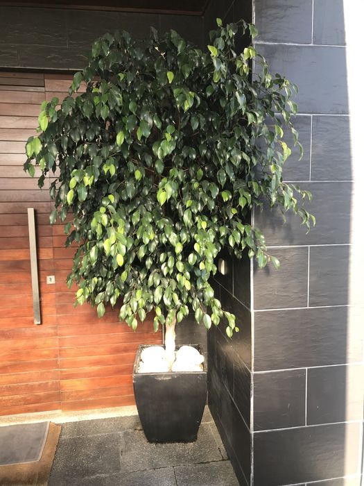 Planta natural com 2m e vaso