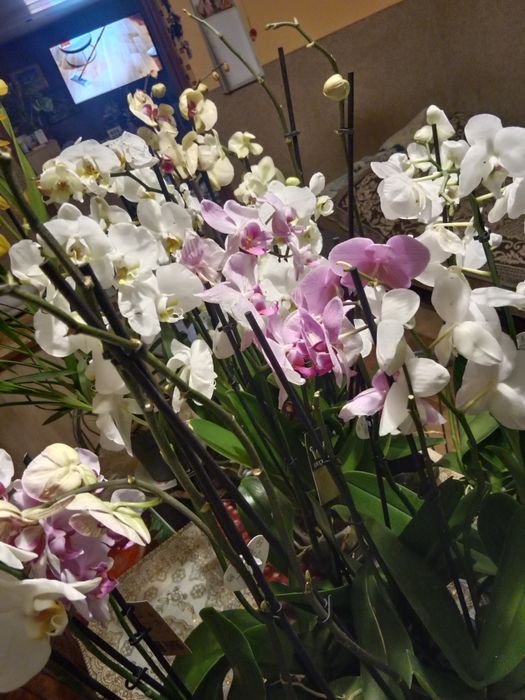 Sprzedam storczyki różne kolory