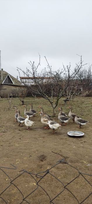 Срочно продам гусей
