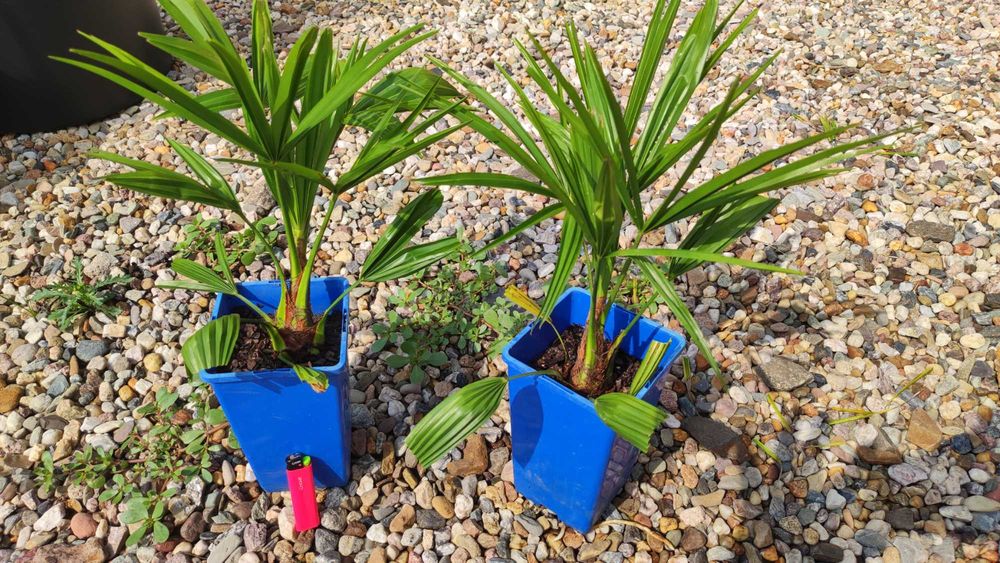 Trachycarpus Bułgaria 2 szt.