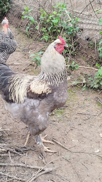 Galos - 2 Disponíveis