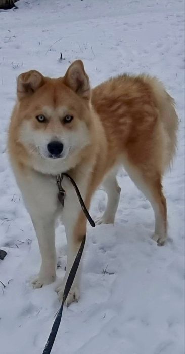 Терміново‼️Пошук родини для Патріка‼️
