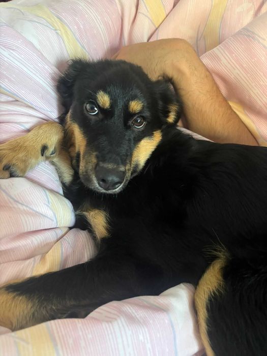 Sol Para Adoção Responsável