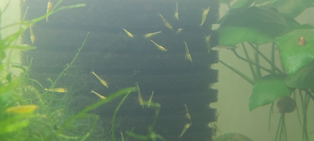 Krewetki yellow słabiej wybarwione
