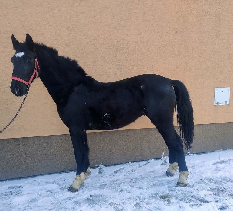 Sprzedam ogierka slaskiego