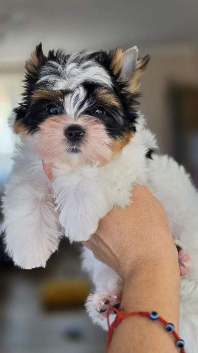 Biewer Yorkshire terrier - chłopczyk