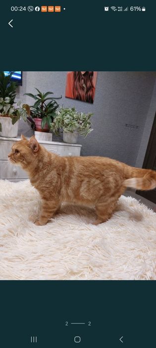 Потерялся/кот 44 кв