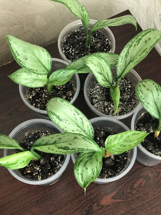 Аглаонема молода рослина