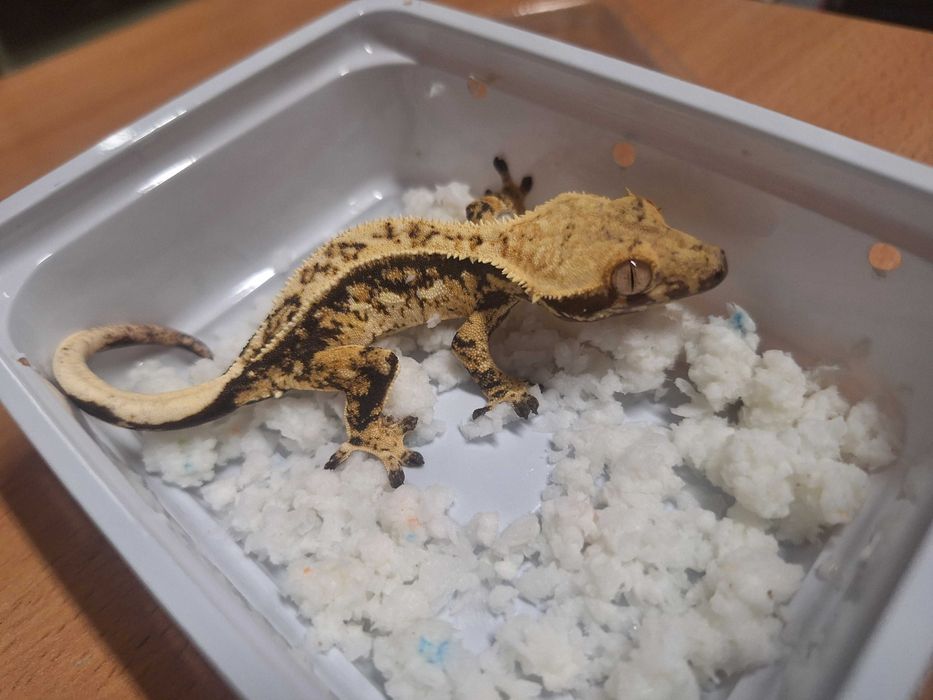 Gekon orzęsiony młode