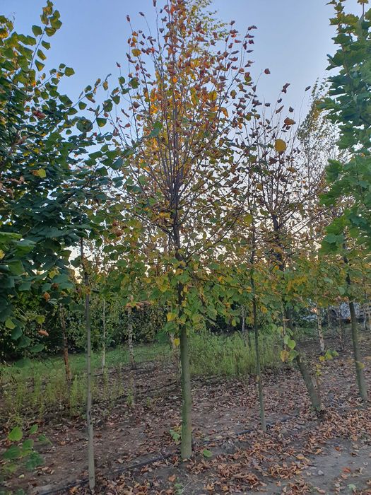 LIPA DROBNOLISTNA Tilia cordata ob. 14 -16 cm kopana maszyną PASZPORT