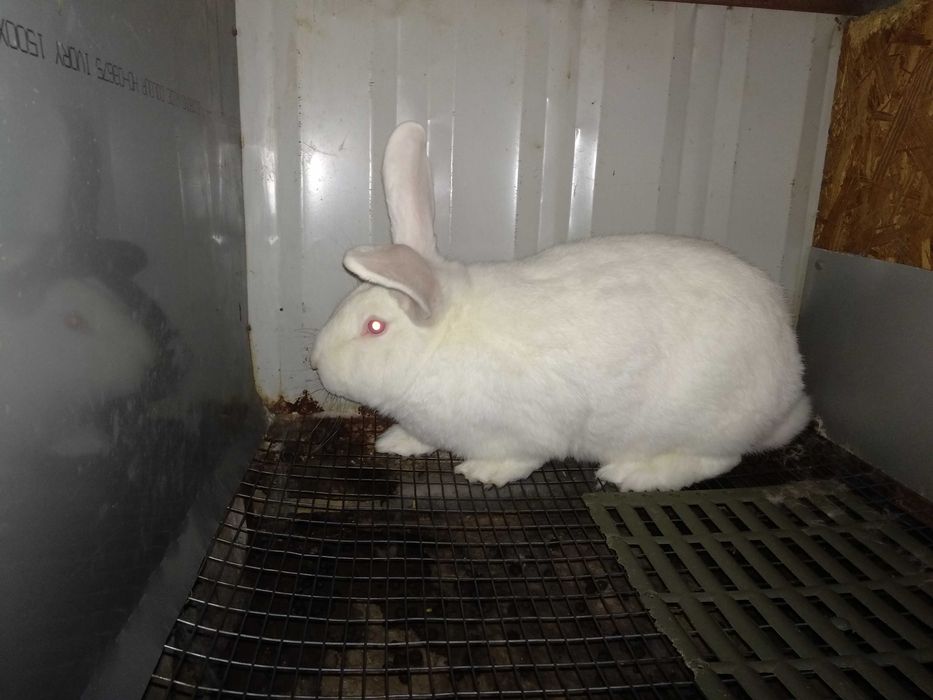 Белий Панон. Самеці та самики на племя. Кролики.