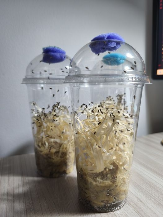 Hodowla muszki owocówki. Karmówka. Drosophila hydei..