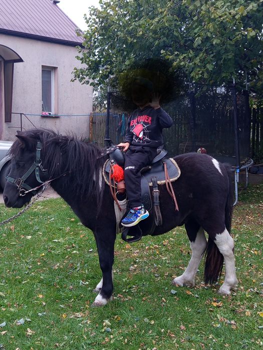 Sprzedam kuca ogierka