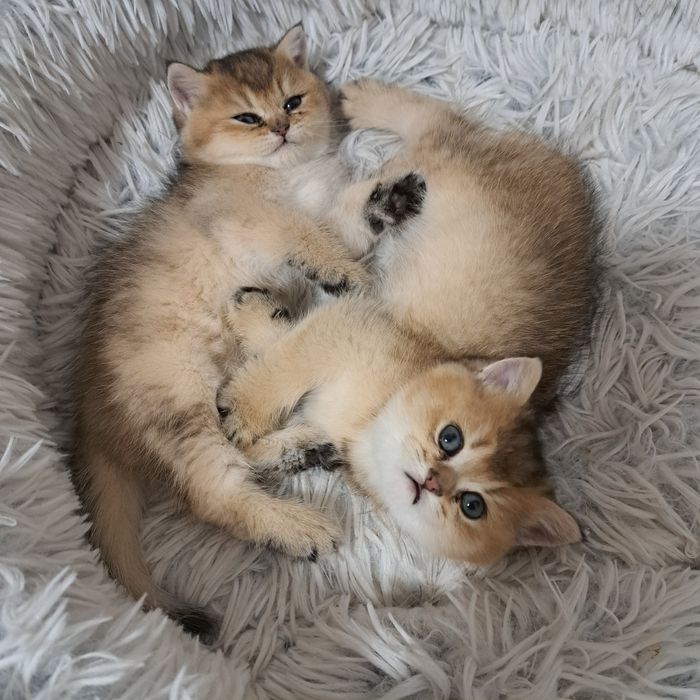 Kocurek brytyjski krótkowłosy FPL