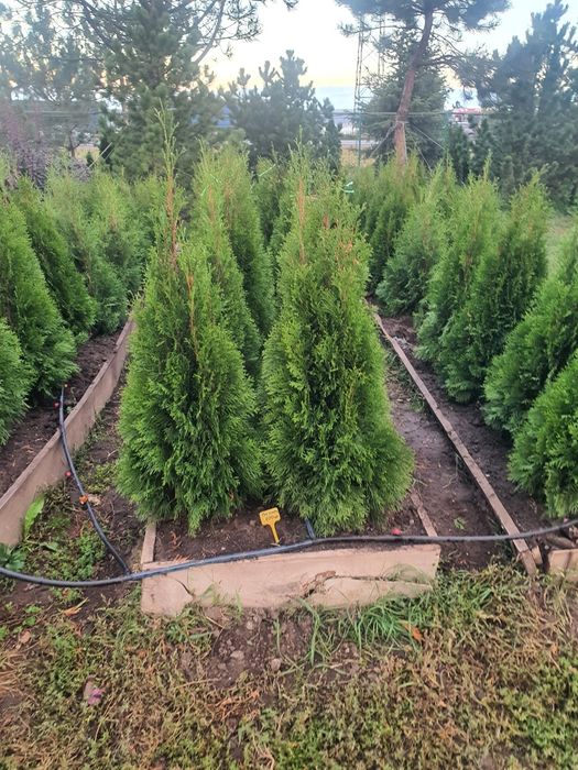 Туя Смарагд, голден смарагд 0,1-4 метра. Доставка в любой город