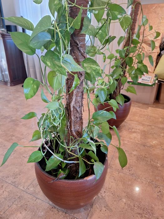 Trepadeiras de interior