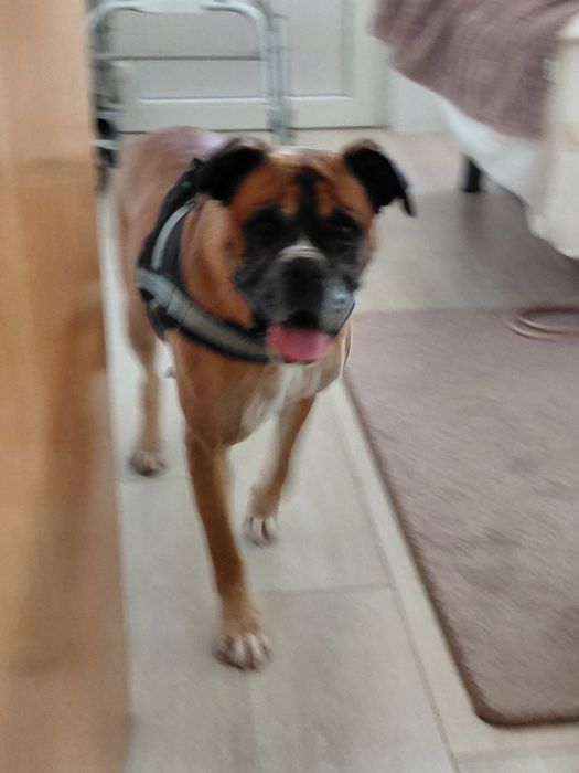 Bessy- cadela de porte médio para adoção (boxer)