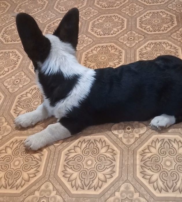 Дівччнка  коргі   каріган !