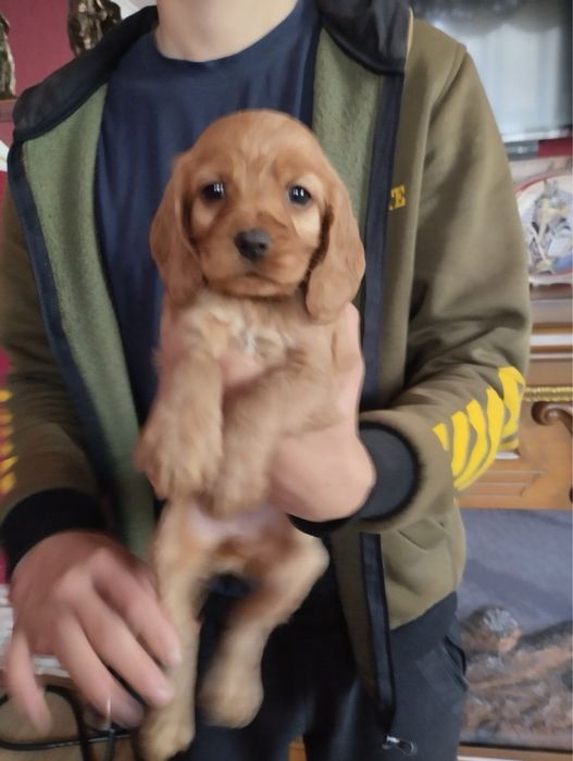 Продам цуценят Спаніеля