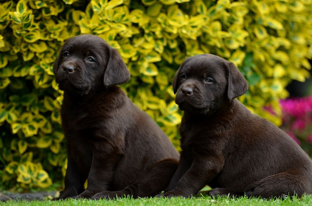 Labrador retriever FCI  SUCZKA