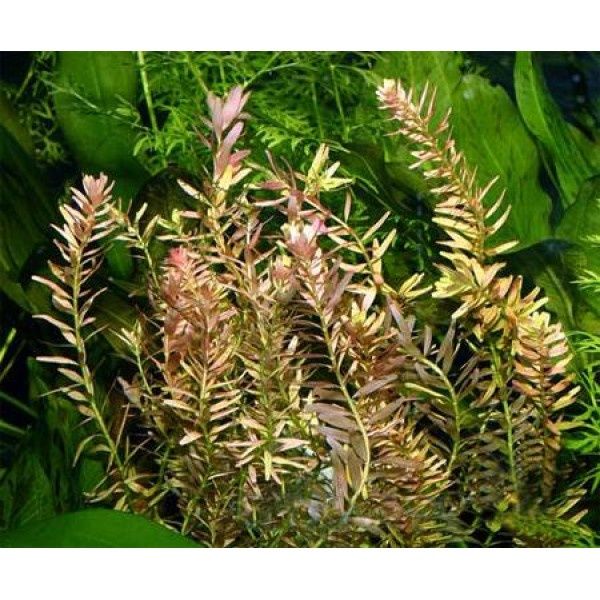 Продам растения для аквариума