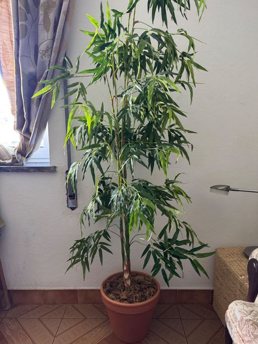 2 artificial bamboo plants with terracotta pots, great realistic look.