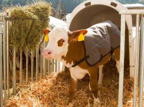 Derka dla cielaka Ripstopp, 70cm, szara, Kerbl