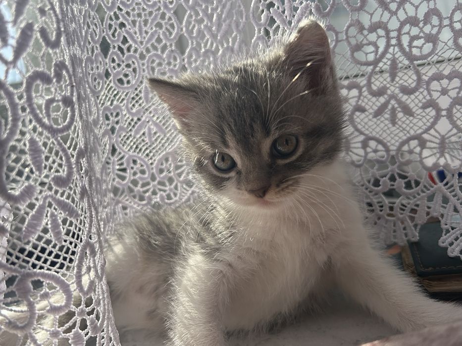 Шотландське прямовухе кошеня