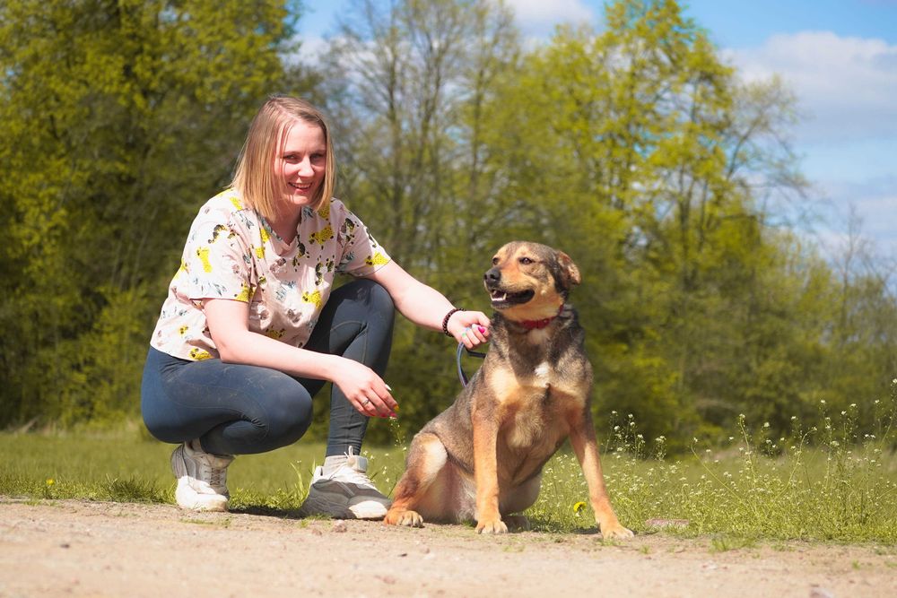 Mopik - średniej wielkości pies szuka domu