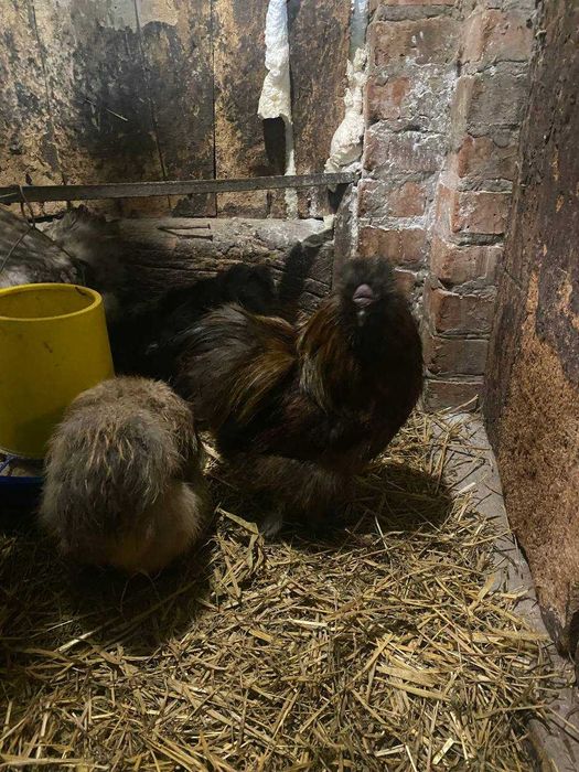 китайська шовкова курочки та півники