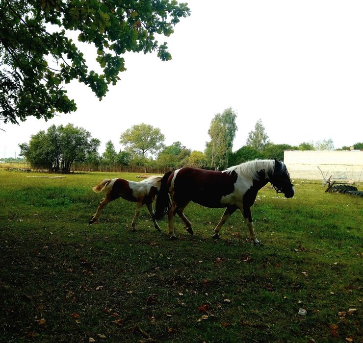 Sprzedam piękną, srokatą klacz i ogierka