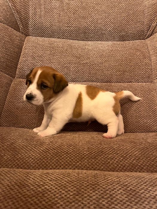 Szczeniaki Jack russell terrier