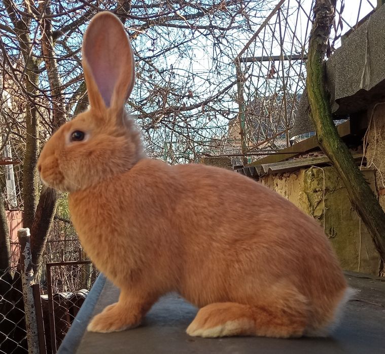 Молодь бургундії.