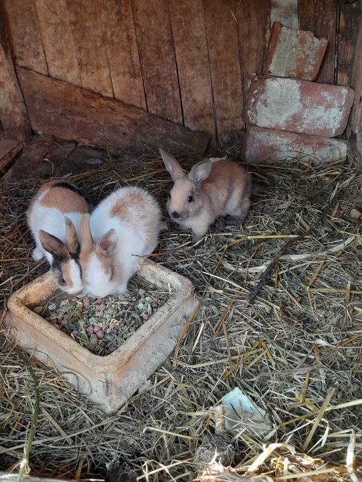 Króliki miniaturki