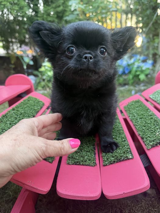 Piekny czarny  piesek chihuahua ZKwP FCI